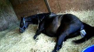 Live Horse Birth Part 3 [upl. by Sigvard143]