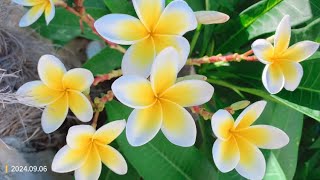 Plumeria frangipani 鸡蛋花 [upl. by Ysirhc]