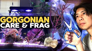 How to Frag amp Grow Gorgonian  Sea Fan 🌊 [upl. by Sonitnatsnoc]