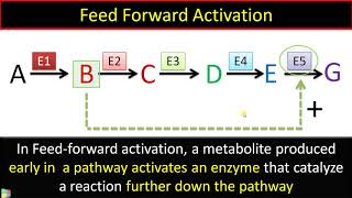 What is Feed Forward Activation of Enzymes with Example [upl. by Ortrud793]