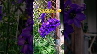 Delphinium elatum delphinium flowers flower [upl. by Natal]