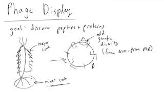 Phage Display Introduction [upl. by Aufmann403]