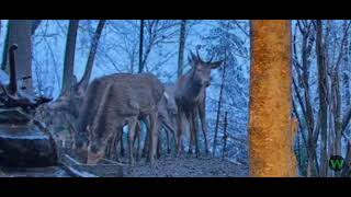 Stado łań z młodymi bykami 🦌WildlifePulseLive Leśny Zakątek 08022024 [upl. by Owen]