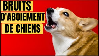 Compilation de sons daboiements de chiens Comment votre Chien RÉAGIT [upl. by Strade]