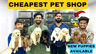 CHEAPEST DOGS amp PET STORE IN HYDERABAD  TELUGU  PURE BREED PUPPIES SHOP [upl. by Nevuer]