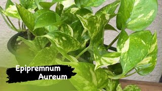 Salon Sarmaşığı – Epipremnum aureum – Pothos [upl. by Naedan128]