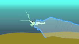 Diving beetle backswimmer mosquito larvae animation [upl. by Aisak]