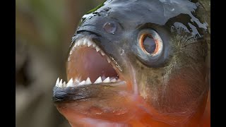 Piranha Fish [upl. by Blanca]