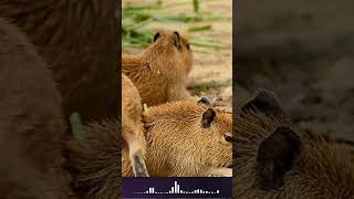 You Wont Believe the Incredible Sounds Capybaras Make Capybara Sound shorts [upl. by Annauj641]