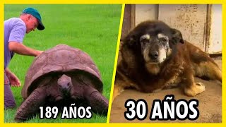 Cosas Que No Sabías  Animales Más Longevos De La Historia  SoyCorraje [upl. by Adaven818]