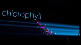 Kautsky effect Chlorophyll fluorescence under 405 nm laser excitation [upl. by Ramos813]