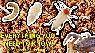 How to Breed and Farm Superworms  How to Freeze Dry Superworm and what to do with frass [upl. by Castora]