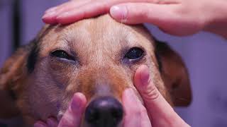 Four signs of pain in the eye of a dog [upl. by Elbag]