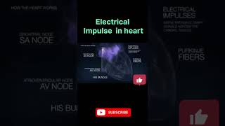 Electrical impulse In Heart heart education scienceandtechnology science biology shorts sjw [upl. by Ailic]