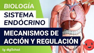 Sistema endocrino  Mecanismos de acción y regulación hormonal  Biología  digiSchool [upl. by Tseng]