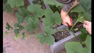 Pruning pumpkins and Leaf mottle [upl. by Jaymie]