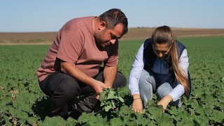 Plant Fit fertilizantul lansat în 2024 de Biochem are rezultate excelente la Jurilovca în Tulcea [upl. by Maxentia]