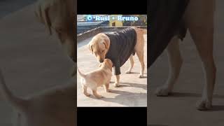 अच्छी क्वालिटी की Female Puppy  Best Quality Labrador 🐶🐶 [upl. by Nemrak]