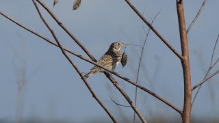 Vesper Sparrow peeps softly as wind picks up and Bagpods rattle [upl. by Fulvi762]