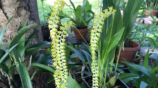 Dendrochilum Magnum orchid in bloom [upl. by Saundra539]