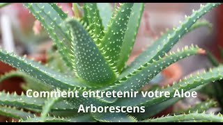 Comment entretenir votre Aloe Arborescens [upl. by Nniuqal73]