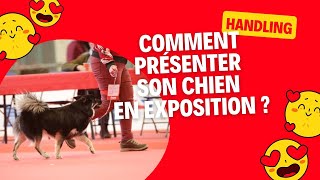 Comment présenter son chien en exposition [upl. by Damara749]