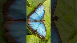 Menelaus Blue Morpho Morpho menelaus  Observed in Description [upl. by Elkcim955]