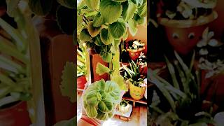 Ajwain plant ke benefits plants terracegarden ajwainbenefits shorts youtubeshorts ☘️ [upl. by Junina95]