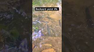 Backyard pond life pondlife ponds shorts [upl. by Inaffets]