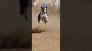 Greyhound Racing Dogs  Super Speed Track race Dogs tazidog [upl. by Krantz]