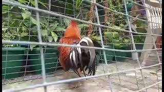 boles asil gamefowl breeder gaffer cutting smart gameness pigeon [upl. by Clarey437]