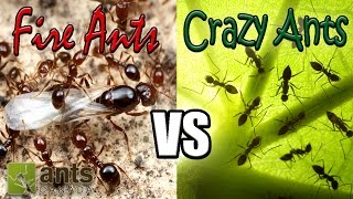 Flying Fire Ants vs Cloning Crazy Ants  Amazing Ant Reproduction [upl. by Ewart]