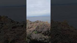 Lime Kiln Point State Park San Juan Island Washington August 11 2024 [upl. by Adelina279]