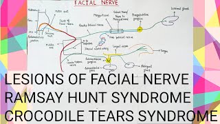 FACIAL NERVE CLINICAL ANATOMY [upl. by Nnahs]