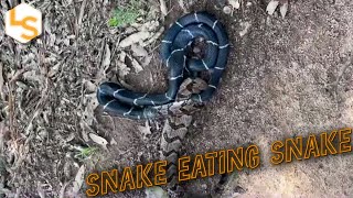 Its a Snake Eat Snake World Out There [upl. by Norman536]