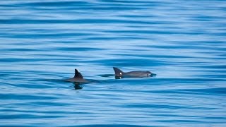 Vaquita  Saving the Desert Porpoise [upl. by Adamson325]