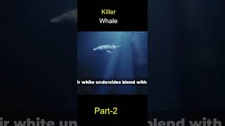 All About Orcas The Ultimate Killer Whale Exploration [upl. by Dorrej162]