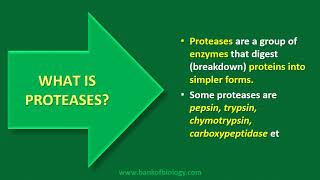 proteose protease peptide polypeptide protein peptone [upl. by Ttcos]