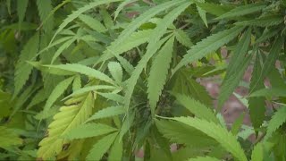 New survey shows most Hoosiers support legalization of marijuana [upl. by Ainimreh428]