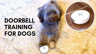 How we trained our Havanese to use a doorbell [upl. by Bohannon315]