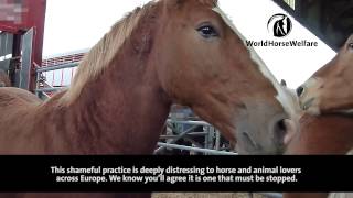 Horses suffer Miles of Pain on long distance transportation to slaughter in Europe [upl. by Atnoved]