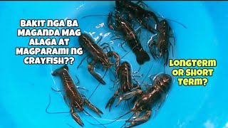 Bakit nga Ba MAGANDA Mag Alaga at Magparami ng CRAYFISH sa PINASLONGTERM OR SHORT TERM PERIOD🤔 [upl. by Barra]