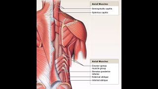 Back Muscles [upl. by Belda]