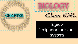 peripheral Nervous system 10th class [upl. by Alat]