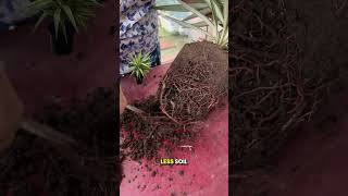 🌱✨Silver Yucca Propagation StepbyStep Tutorial🌵🪴 yucca gardeningtips shorts [upl. by Anairol123]