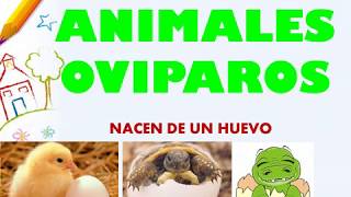 Los animales ovíparos para niños como tu [upl. by Eirised]