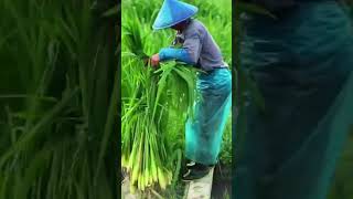 Farmers harvest fresh giant lemongrass shorts farming agriculture garden [upl. by Nal]