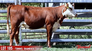 LOT 185  TUMMEL SHAMROCK T327 P [upl. by Orson]