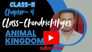 CHONDRICHTHYES  Chondrichthyes in hindi  NEET BOARD [upl. by Judon359]