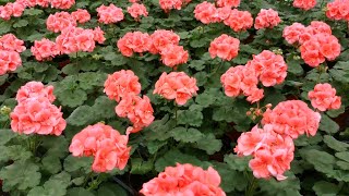 How to Grow PelargoniumGeranium from a Cutting [upl. by Idnal890]